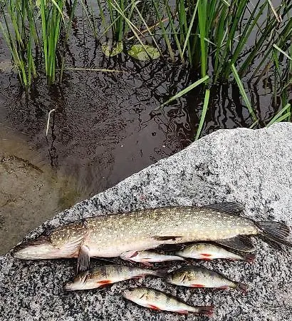 Chalet Uusi Saunamoekki Jaemsaessae, Laehellae Himosta