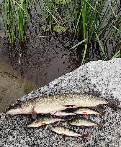 Chalet Uusi Saunamoekki Jaemsaessae, Laehellae Himosta
