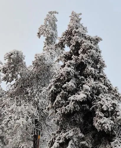 Uusi Saunamoekki Jaemsaessae, Laehellae Himosta 木屋 Jämsä